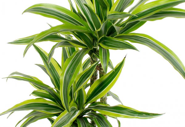 Dracaena Lemon Lime