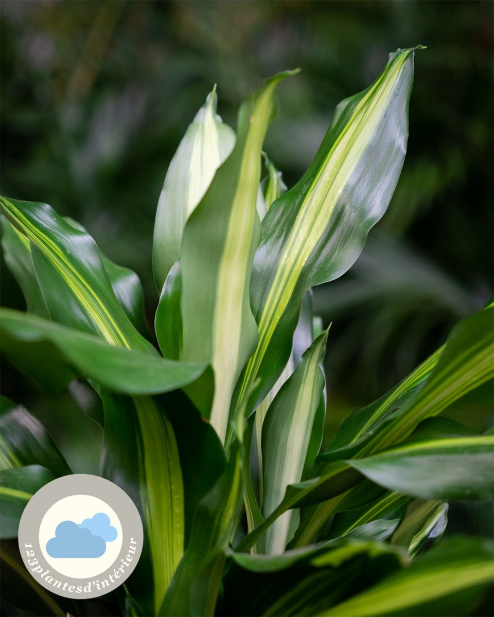 Dracaena en pot