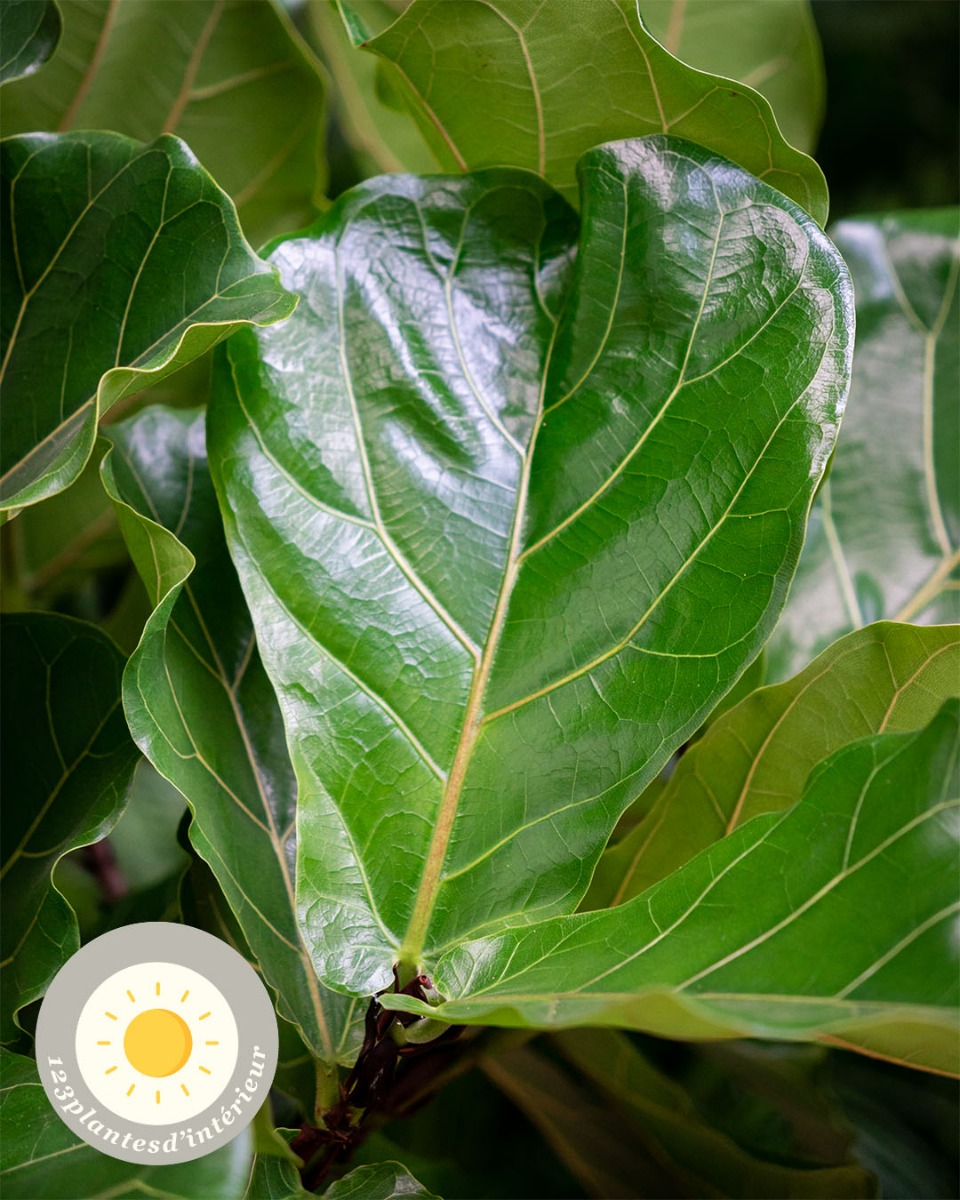 Grand Ficus Microcarpa