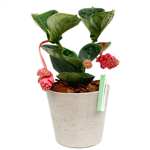 Medinilla dans un pot gris clair