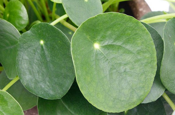 Feuille de plante à crêpe