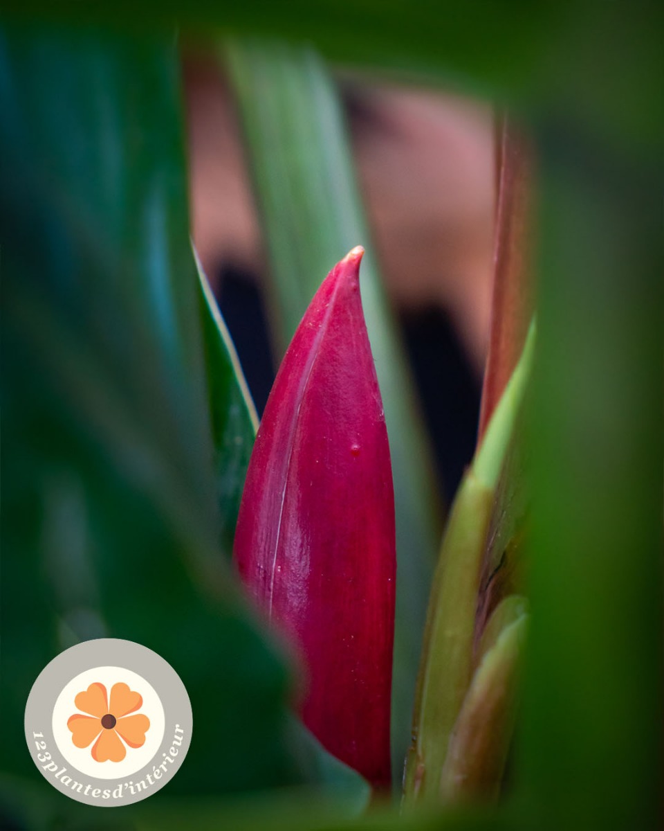 Philodendron en fleurs