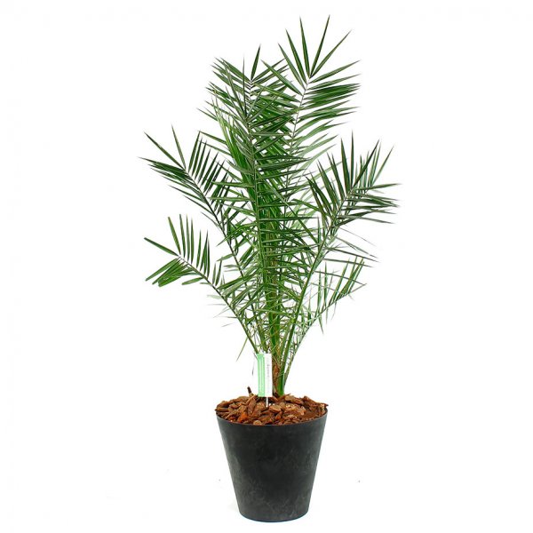 Phoenix Canariensis en pot