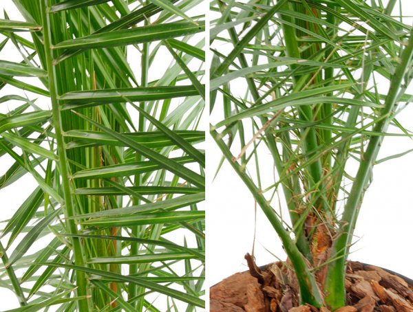 Phoenix Canariensis feuille et tige 