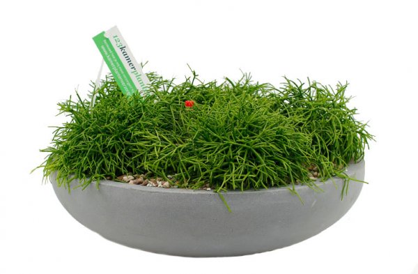 Rhipsalis dans un bol gris