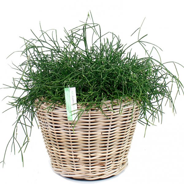 Rhipsalis en pot 