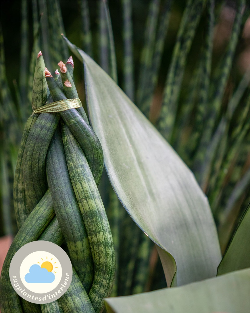 Feuille de Sansevieria