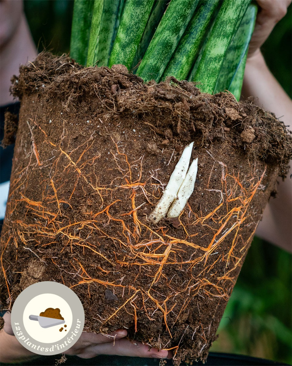 Sansevieria en pot