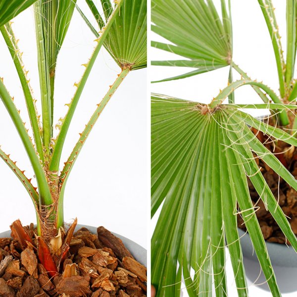 Washingtonia Tiges et feuilles